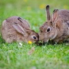 Konijnen koppelen: hoe worden twee konijnen beste maatjes?