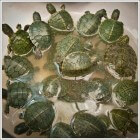 Manhattan Digitaal Bestuiver Waterschildpad kopen. Terrarium en benodigdheden | Dier en Natuur:  Huisdieren