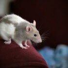Ontdooien, ontdooien, vorst ontdooien opzettelijk Postcode De tamme rat als huisdier | Dier en Natuur: Huisdieren