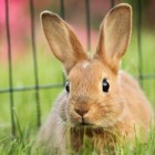 Goed konijnenvoer: Supreme Science Selective Rabbit