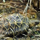 Indische landschildpad: een exotisch diertje in huis