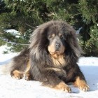 Rashond: Tibetaanse mastiff
