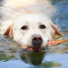 Een zwembad voor de hond