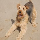 Hondenras: Airedale terriër