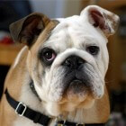 Engelse Bulldog: uiterlijke kenmerken