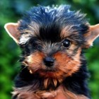 Designer Dogs – trendy honden van veel beroemdheden (celebs)
