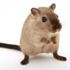 Wat mogen muizen eten en wat niet?