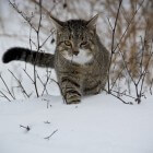 Kattenrassen: de Siberische Boskat