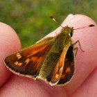 Vlinder – Kommavlinder op Ameland