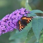 Vlinder – Kleine vos op Ameland