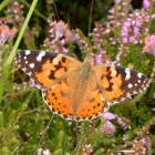 Vlinder – Distelvlinder op Waddeneiland Ameland