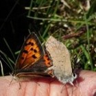 Vlinder – Kleine vuurvlinder uit de familie van de blauwtjes
