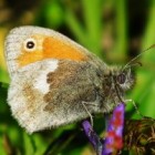 Vlinder – Standvlinder het hooibeestje