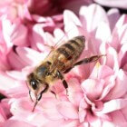Honingbijen halen vaak zelf de dood in huis