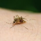 De onverzadigbare malariamug