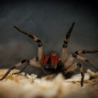 Braziliaanse zwerfspinnen in aantocht