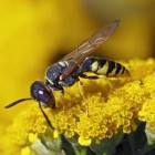 De bestrijding van wespen, vliegen, mieren, muggen of muizen