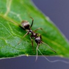 Mieren bestrijden: goede middeltjes tegen een mierenplaag