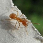 Mieren: bestrijden in huis en mieren verjagen uit de tuin