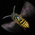 Wespen verjagen met Waspinator of Wazzzpaway