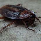 De onuitroeibare kakkerlak – kenmerken en leefwijze
