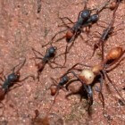 Trekmieren (Eciton burchellii) – rovers uit de Amazone