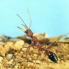 De buldogmier (Myrmecia) – agressief en dodelijk