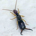 De oorworm – nuttig insect met een slecht imago