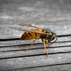 Alles over steken van wespen en bijen