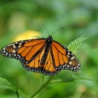 De vlucht van de Monarchvlinder