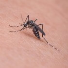 Pak muggenoverlast zo dicht mogelijk bij de bron aan
