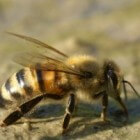 Sterft de honingbij uit in Nederland?