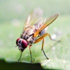 Drosophila Melanogaster: de fruitvlieg