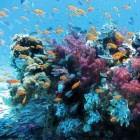 Het leven rond koraalriffen