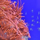 Alles over koraalriffen