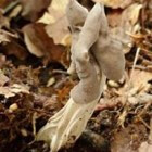 Kluifzwammen lijken een bot maar zijn paddenstoelen