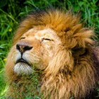 Ingeblikt jagen – Canned hunting - jagen voor de trofee