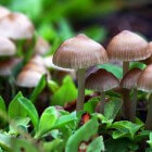 Veelvoorkomende paddenstoelen in Nederland