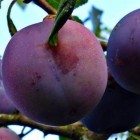 Oude pruimenrassen met vruchten zo groot als kersen