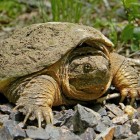 De bijtschildpad, een grote, gevaarlijke schildpad
