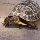Schildpad Als Huisdier Tuin