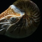 Nautilus – inktvis met uitwendige schelp