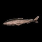 De Groenlandse haai: Een vreemde haai met een giftige huid