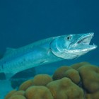 Barracuda’s (Sphyraenidae) – tijgers van de wereldzeeën