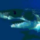 De Witte haai, Carcharodon carcharias