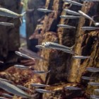 Biotoopaquarium, Amerika, Azië en Afrika