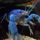 Procambarus allenii - Blauwe Florida kreeft