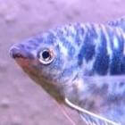 Trichogaster trichopterus - Blauwe spat