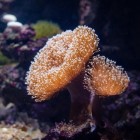 Koralen in het zeeaquarium