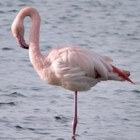 De gewone flamingo in Nederland en Duitsland